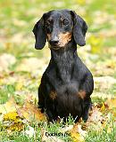 Dachshund 9Y426D-158